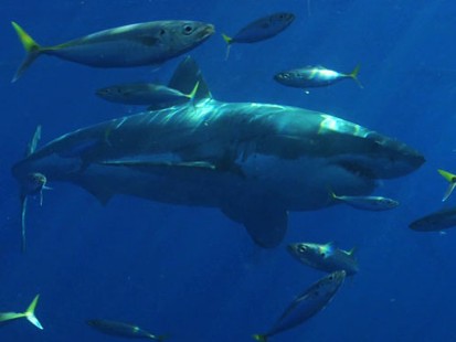 VIDEO: Underwater With Great Whites