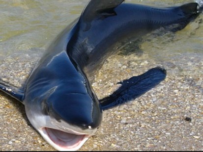VIDEO: Scientists are tagging sharks to find out why they are invading the Northeast.