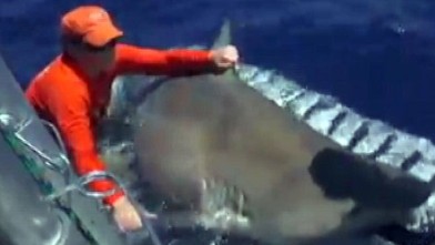 shark caught bull gigantic reality shoot tv during researchers gma abc
