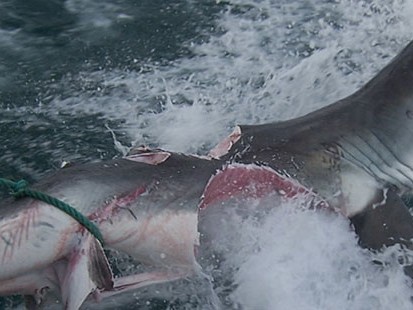 VIDEO: Protecting Sharks in Australia