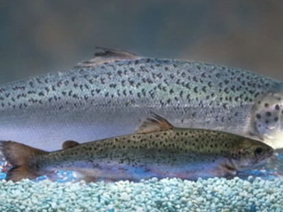 VIDEO: The salmon are injected with a growth hormone that environmentalists criticize.