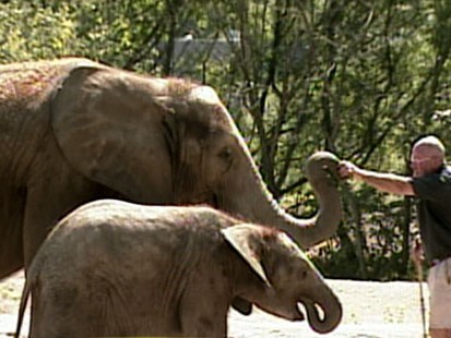 VIDEO: Elephants are trained with new method.