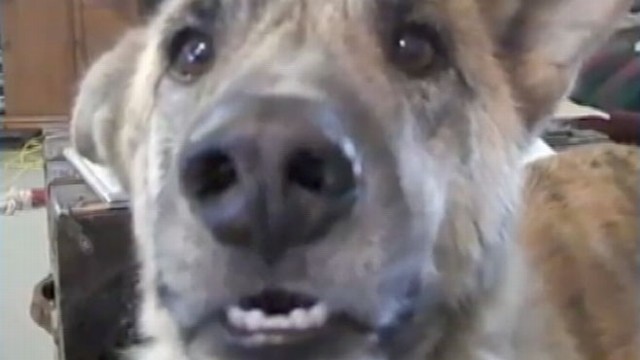 talking dog bacon talking dog bacon