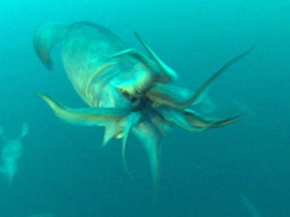 VIDEO: Carnivorous Humboldt squid attack divers and terrorize tourist beaches.