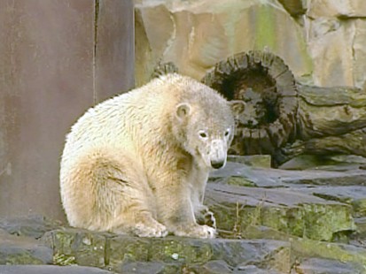 Knut