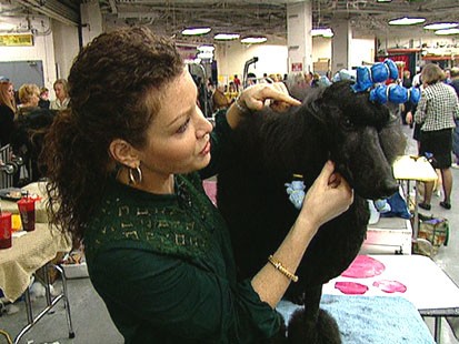 VIDEO: Westminster dog show is feeling the stress of a tough economy.