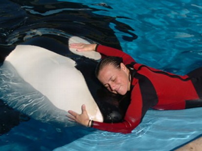 VIDEO: SeaWorld Resumes With Whale Shows
