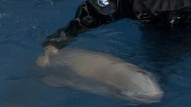 Race to Save Baby Beluga Whale Video - ABC News