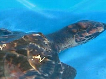 VIDEO: Oil Greatly Effecting Wildlife
