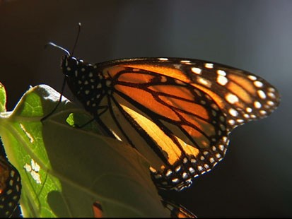 VIDEO: Weekend Window: Butterfly Sanctuary