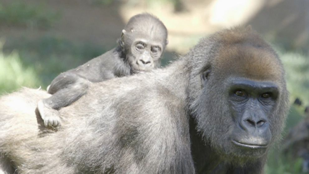 baby gorilla baby gorilla