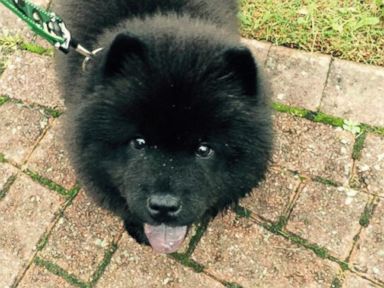 VIDEO: Misiu Green, a 3-month-old Chow Chow puppy, was reported missing this week in North London.