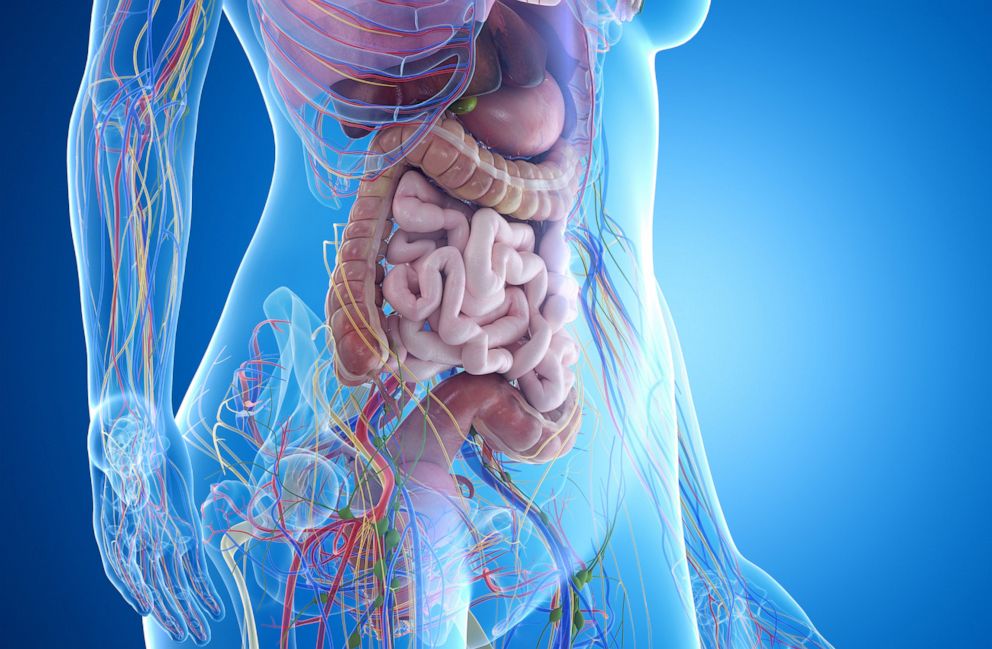 PHOTO: Abdominal organs are pictured in a stock illustration.
