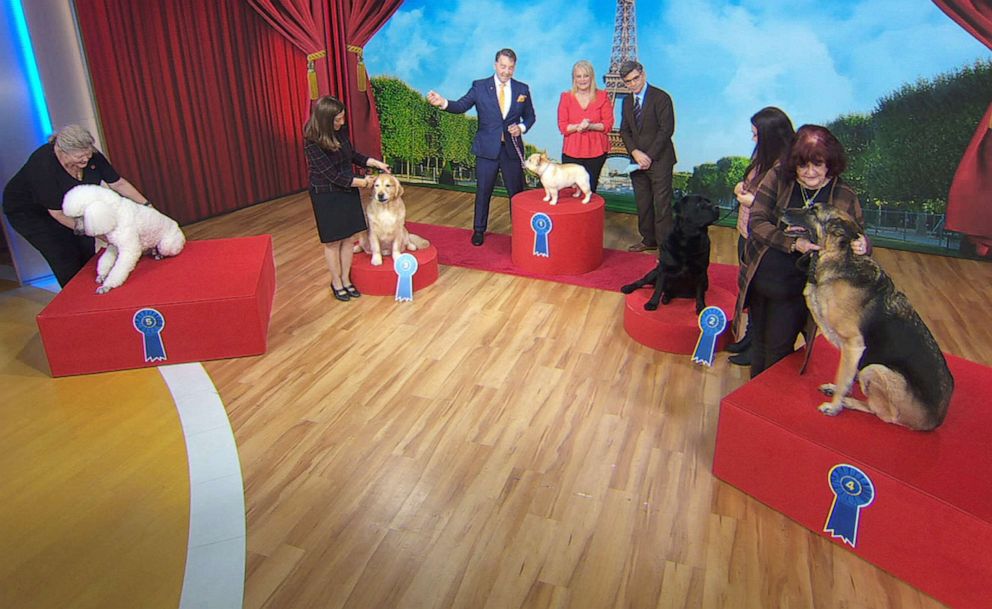 PHOTO: American Kennel Club revealed the most popular dog breeds on "Good Morning America," March 15, 2023.