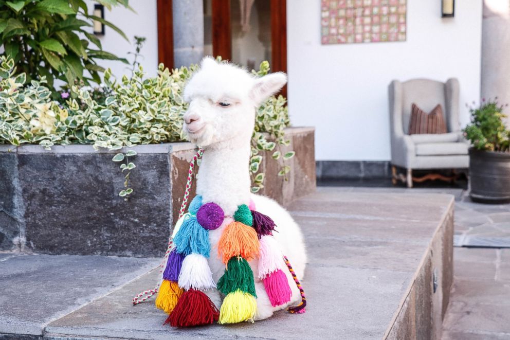 PHOTO: Panchita the baby alpaca at JW Marriott El Convento Cusco.