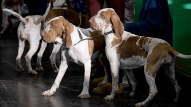 American Kennel Club Reveals Most Popular Dog Breeds 2020