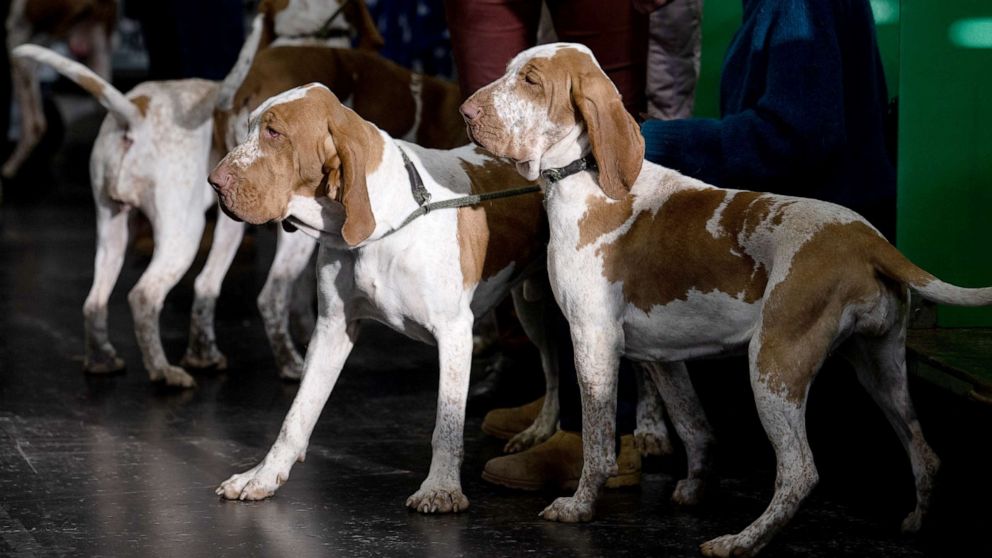 VIDEO: Bracco Italiano becomes 200th dog breed to join American Kennel Club