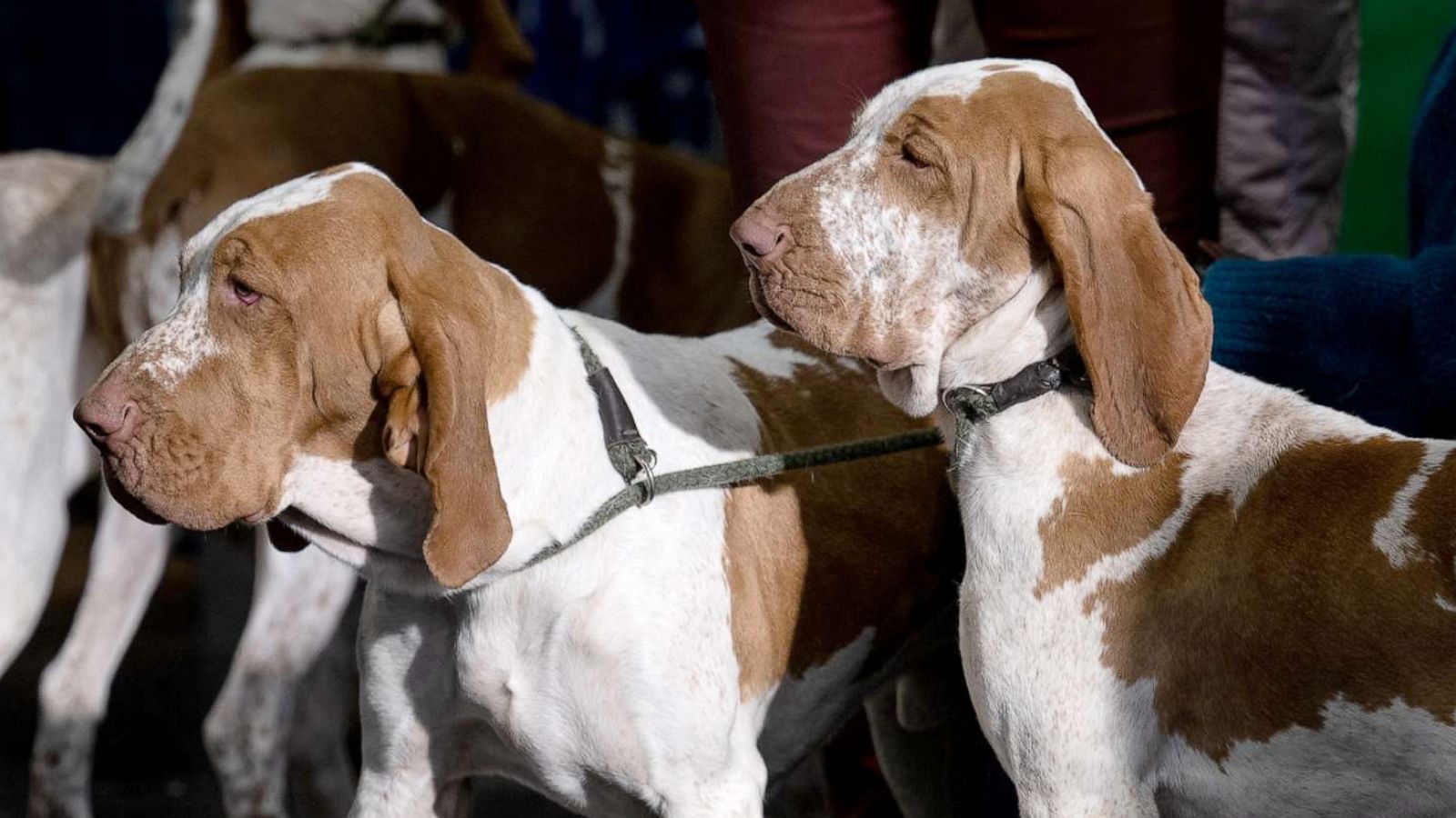 PHOTO: Bracco Italiano dogs attend day four at Crufts Dog Show at National Exhibition Centre in Birmingham, England, March 13, 2022.