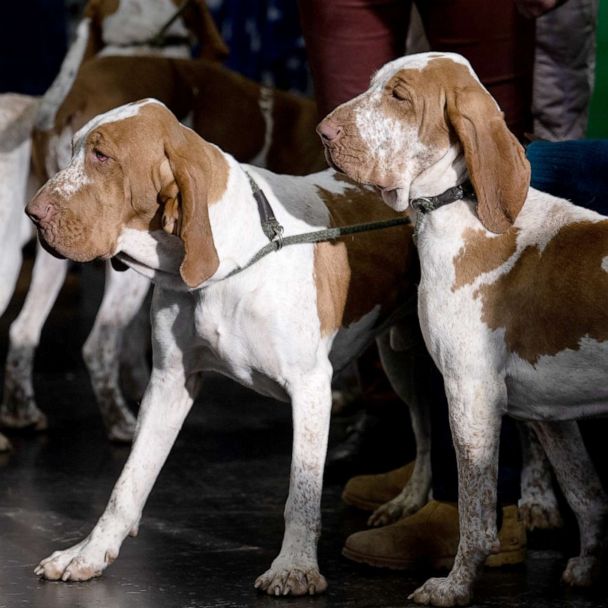 Bracco Italiano becomes the American Kennel Club's 200th breed - Good  Morning America