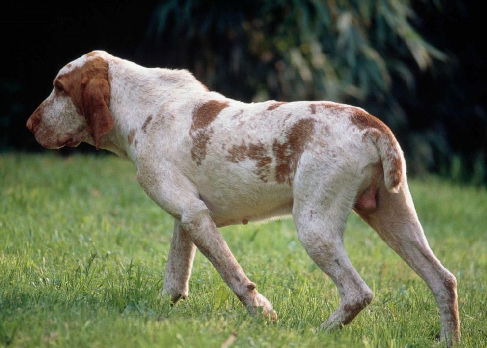 alarm bouw Motivatie Bracco Italiano becomes the American Kennel Club's 200th breed - Good  Morning America