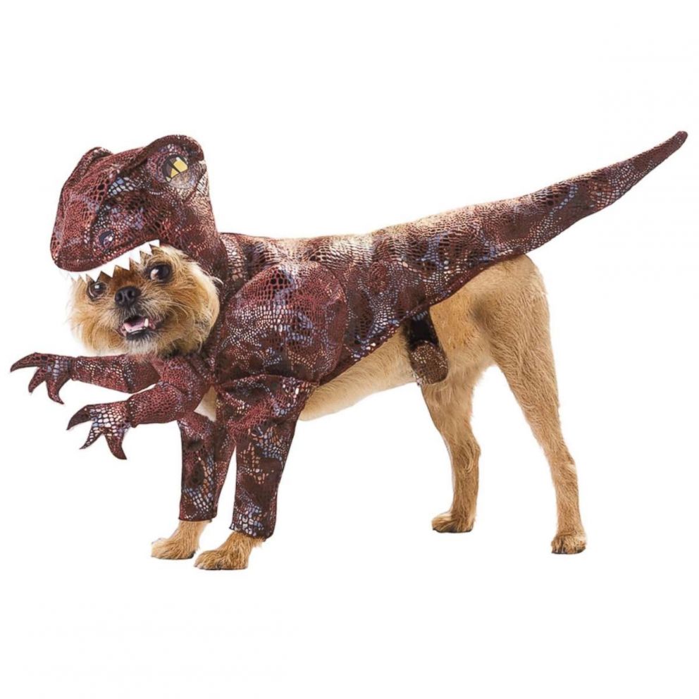 PHOTO: Animal Planet Raptor Pet Costume