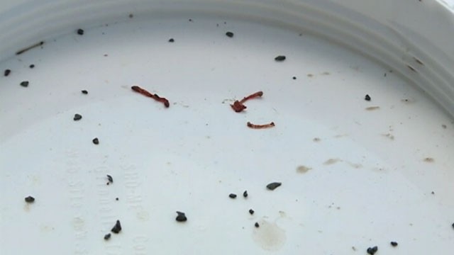 blood worms in water tank