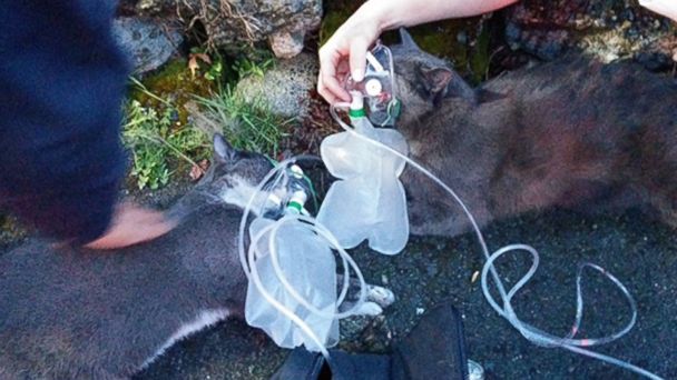 Video Firefighters Resuscitate 2 Cats After House Fire - ABC News