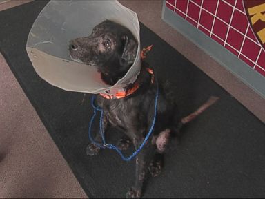 VIDEO: An Indianapolis animal shelter is caring for the black lab with a unique condition.