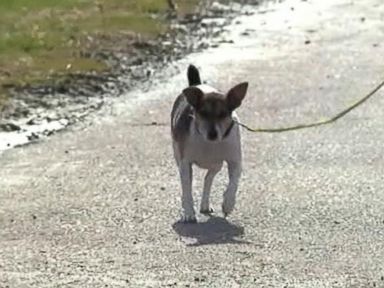 Wisconsin family whose home was partially destroyed by a fire credits their barking dog with saving their lives.