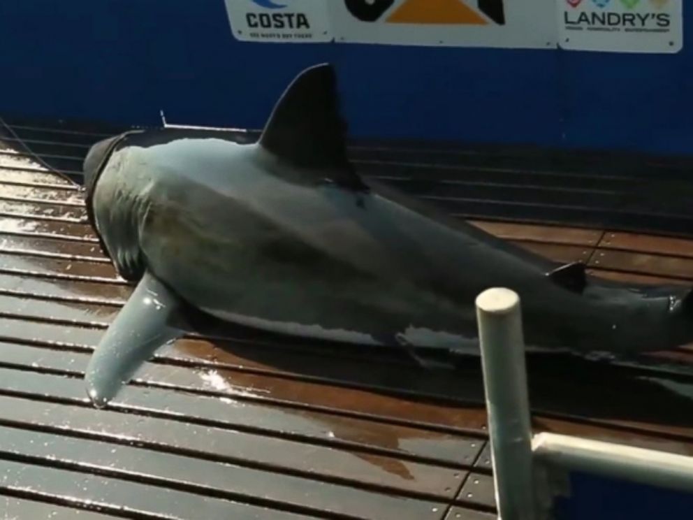 Track a Great White Shark as it Swims Toward Texas - ABC News