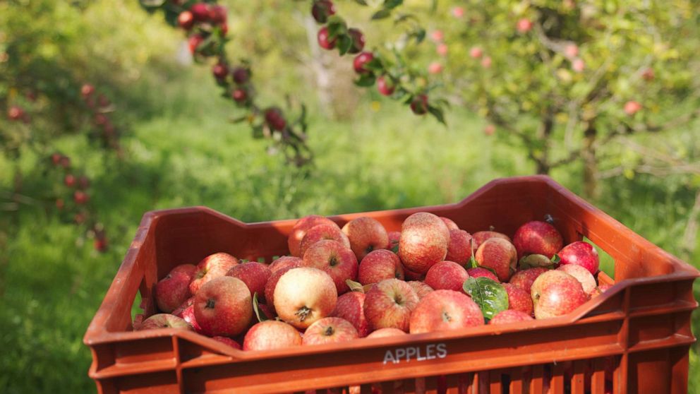 How to Pick the Best Apples