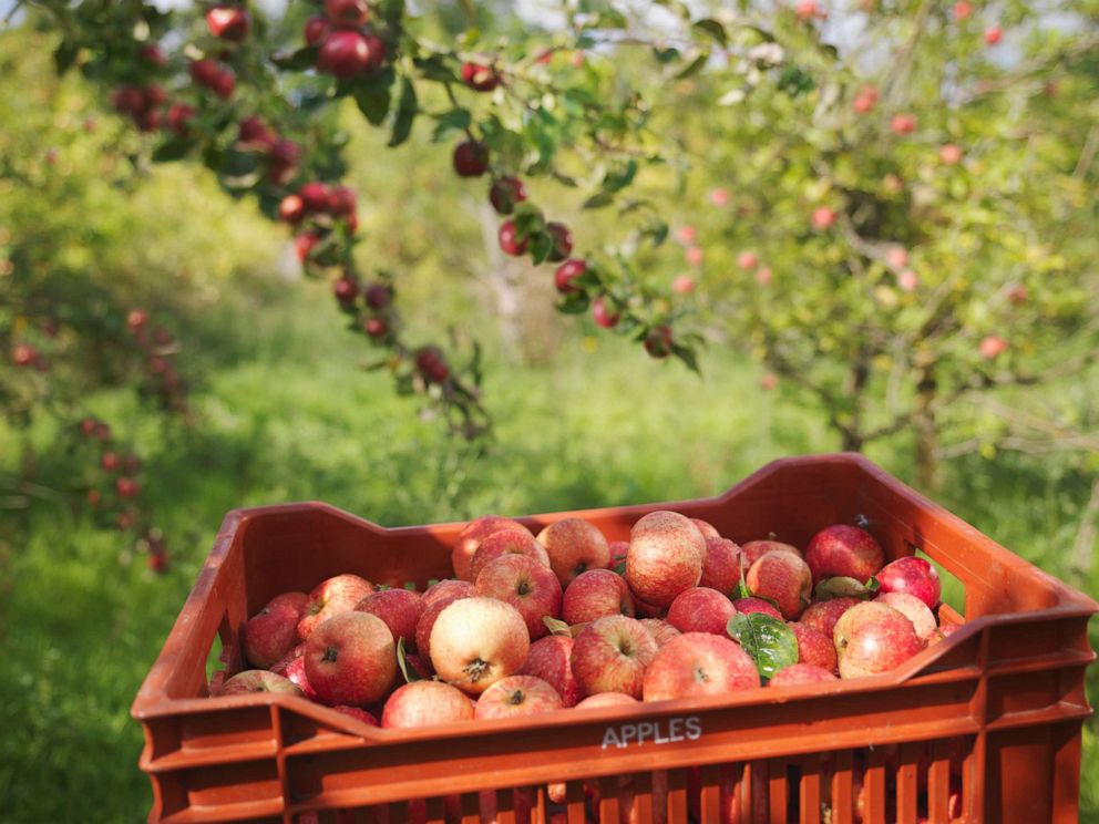 PHOTO: In this undated file photo, a crate of apples is shown in an orchard.