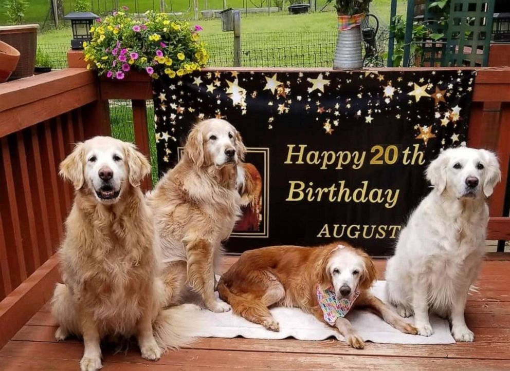 PHOTO: Steve and Jen Hetterscheidt own four Golden Retrievers: Augie, 20 years old, Belle, 7, Sherman, 10, who was born at Golden Retriever Rescue of Southern Nevada and Bruce, 10, whose previous owner, a friend, left the pup to the couple in their will.