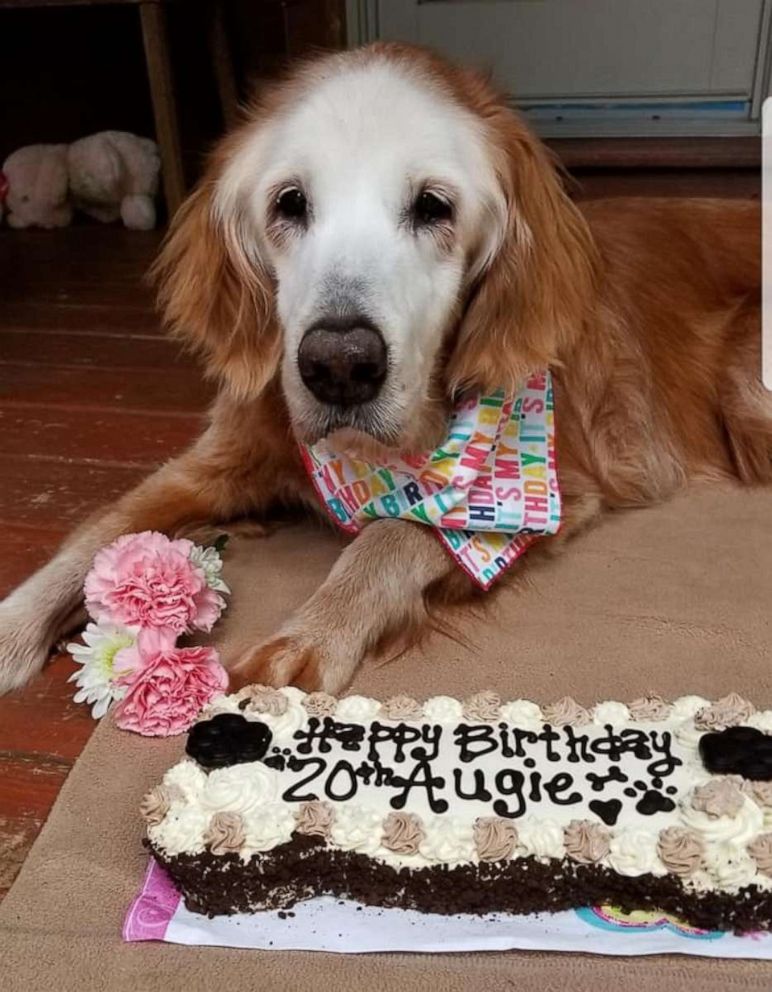 PHOTO: August, also known as Augie, turned 20 on April 24, 2020, and lives with her family in Oakland, Tennessee. She was adopted back in 2014, though garnered viral attention in 2020 after a Golden Retriever interest group wished her a "Happy Birthday."