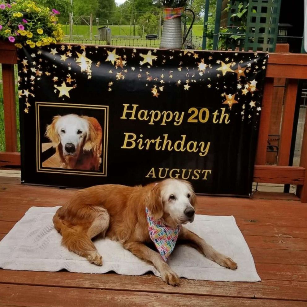 23-year-old chihuahua named Spike is world's oldest living dog: Guinness  World Records