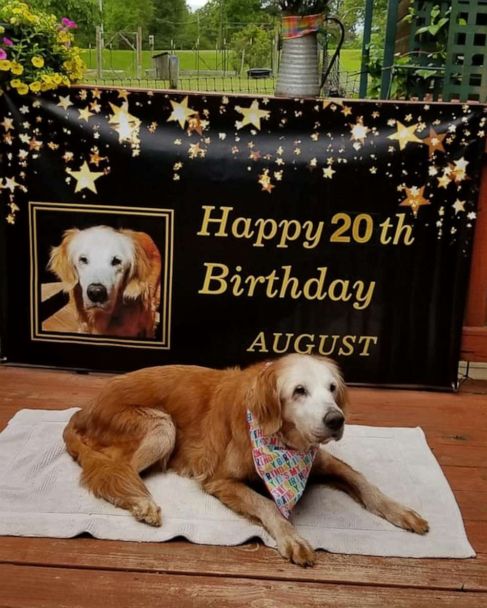 Is Augie The Year Old Golden Retriever Actually The Oldest Living Dog In Her Breed Gma