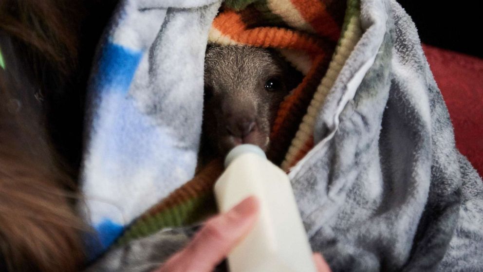 PHOTO: A woman feeds a young kangaroo wrapped in a makeshift pouch at the Raymond Island Koala and Wildlife shelter on Raymond Island in Australia, Jan. 6, 2020.