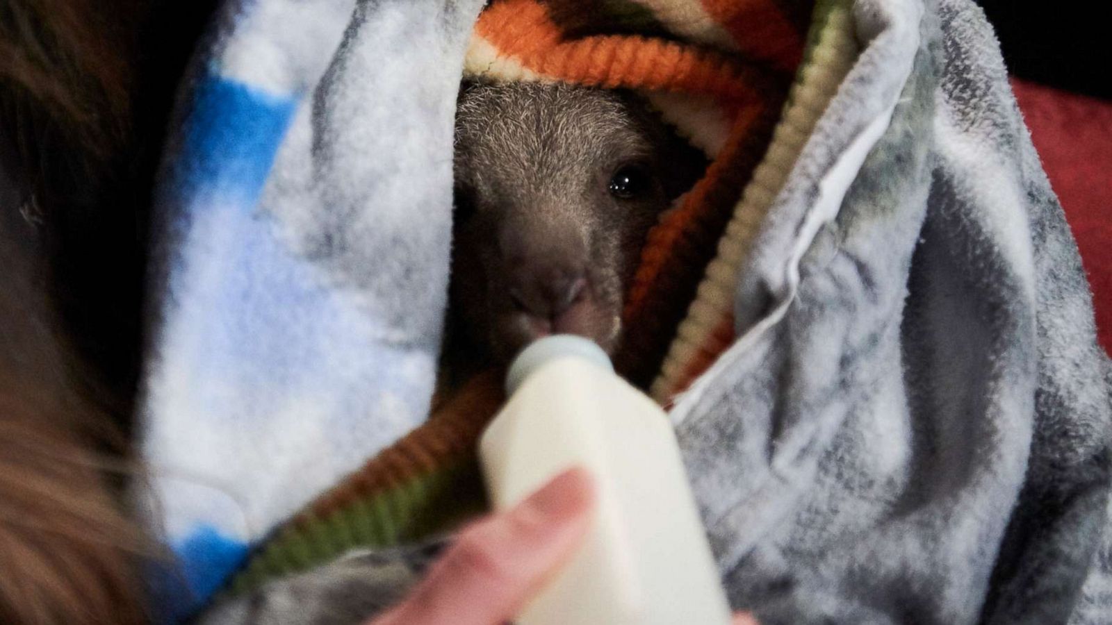 Australian Wildfires Knitters Around The Globe Unite To Knit Koala Mittens And Joey Pouches Gma