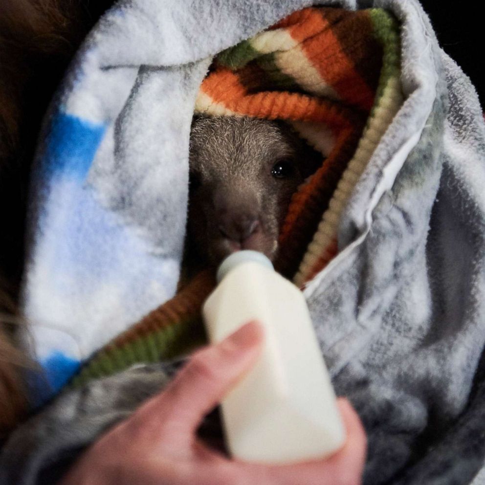 VIDEO: Paul the koala makes miraculous recovery after rescued from Australian bushfire 
