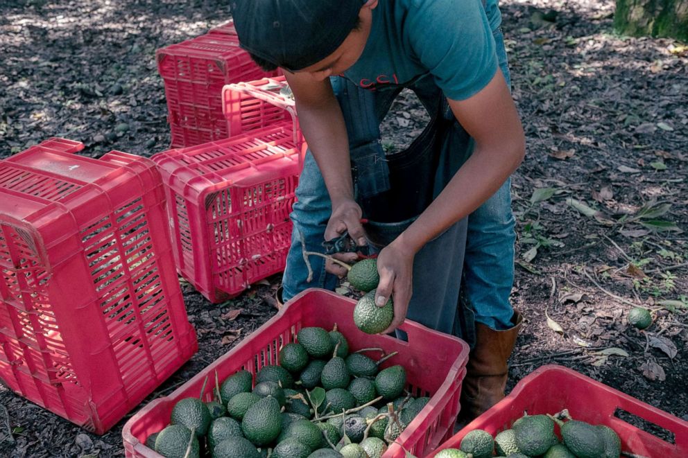 PHOTO: A worker places avocados in crates during a harvest at a farm near Perivan, Michoacan, Mexico, Sept. 24, 2021.