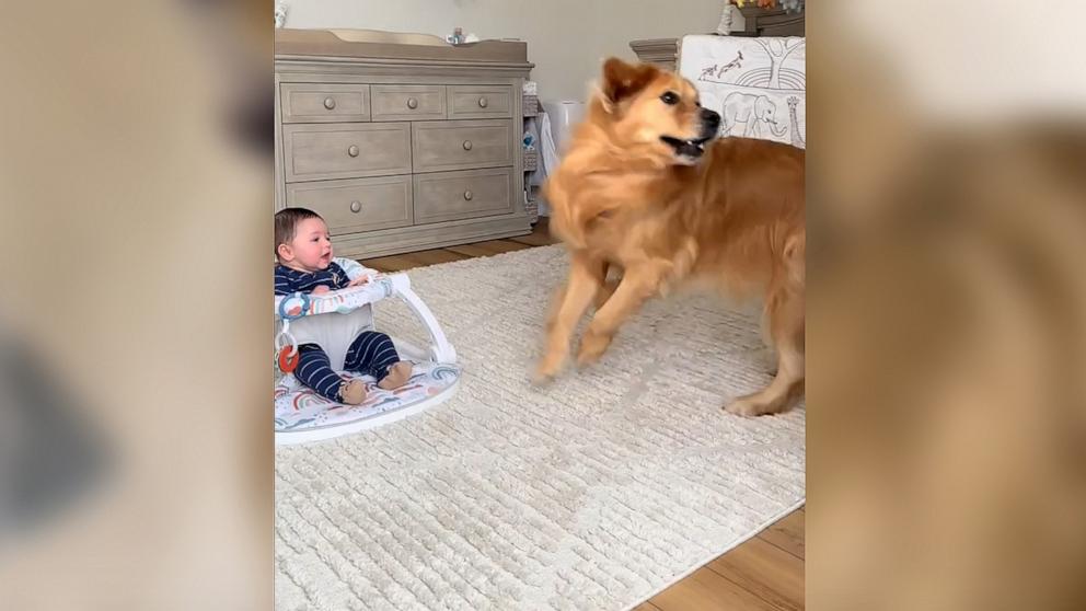 PHOTO: Frankie loves to laugh when his furry brother Beau, a golden retriever, gets the “zoomies.”