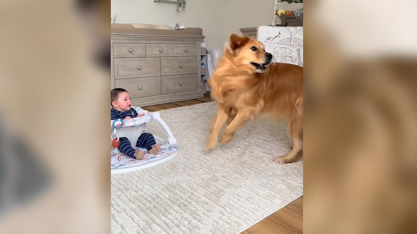 PHOTO: Frankie loves to laugh when his furry brother Beau, a golden retriever, gets the “zoomies.”