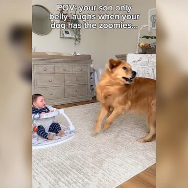 PHOTO: Frankie loves to laugh when his furry brother Beau, a golden retriever, gets the “zoomies.”