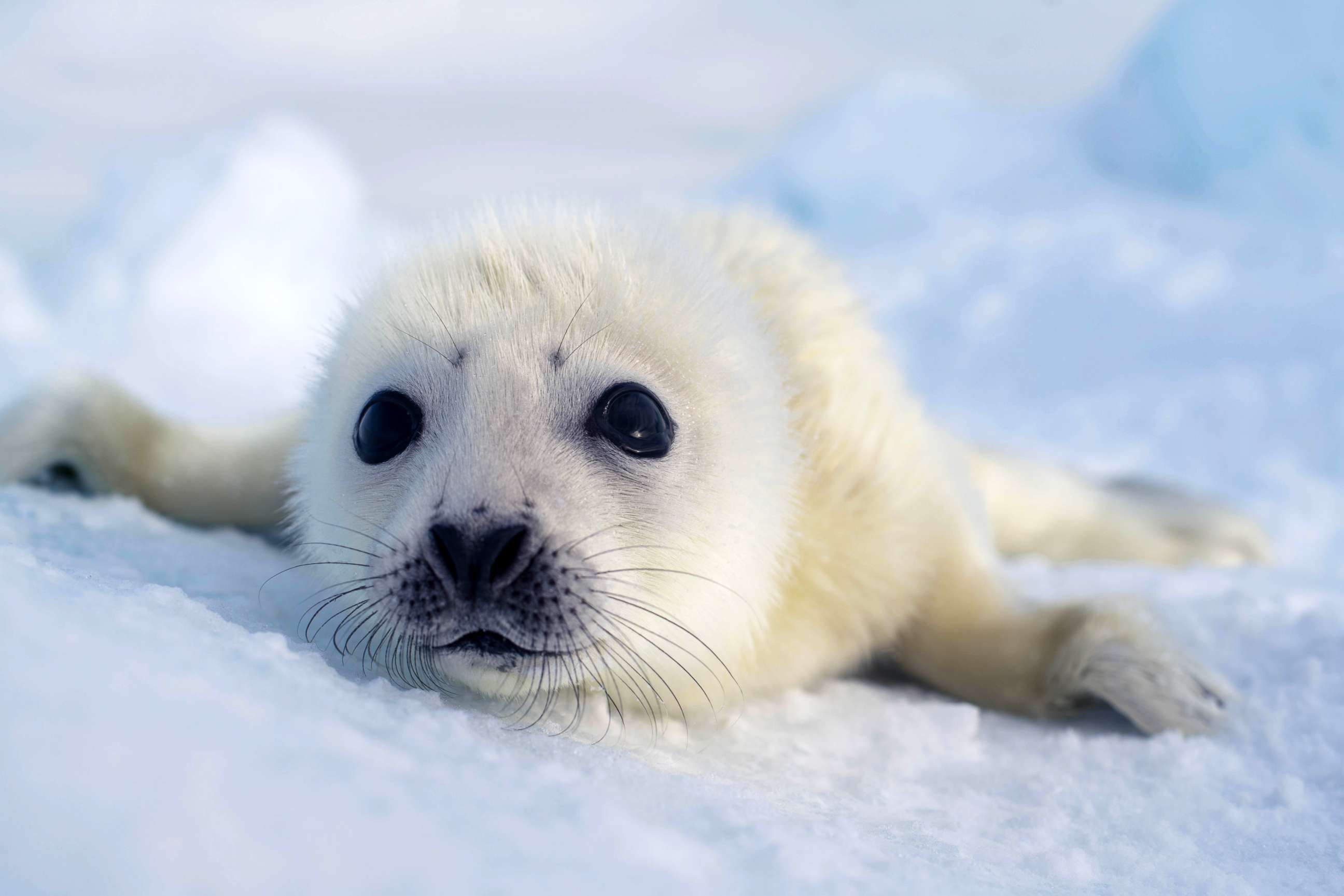 PHOTO: Closeup of a baby harp seal on an ice floe in the middle of the northwest Atlantic.