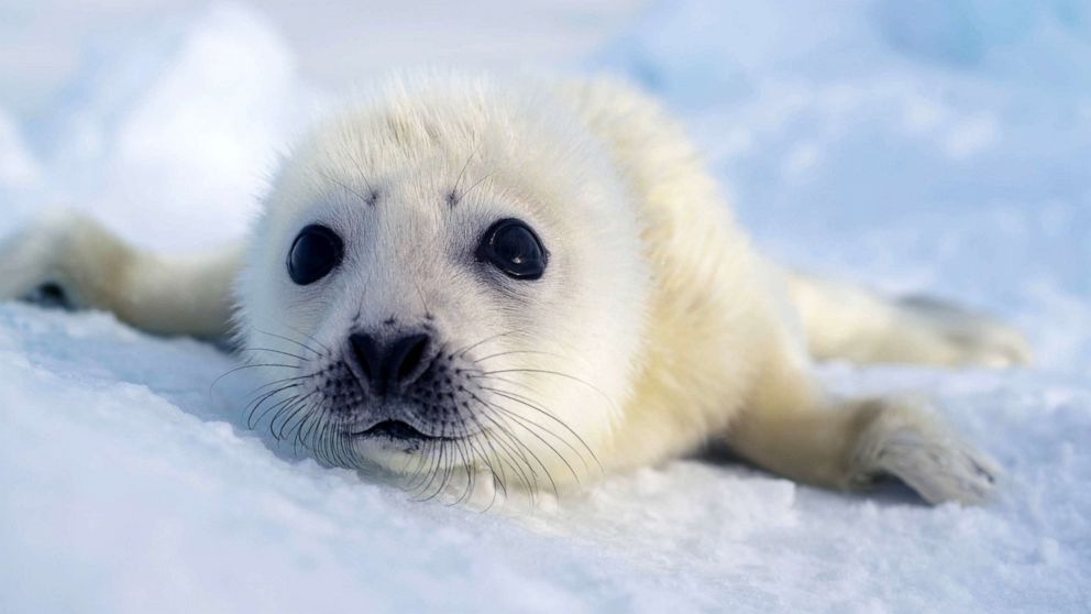 PHOTO: Closeup of a baby harp seal on an ice floe in the middle of the northwest Atlantic.