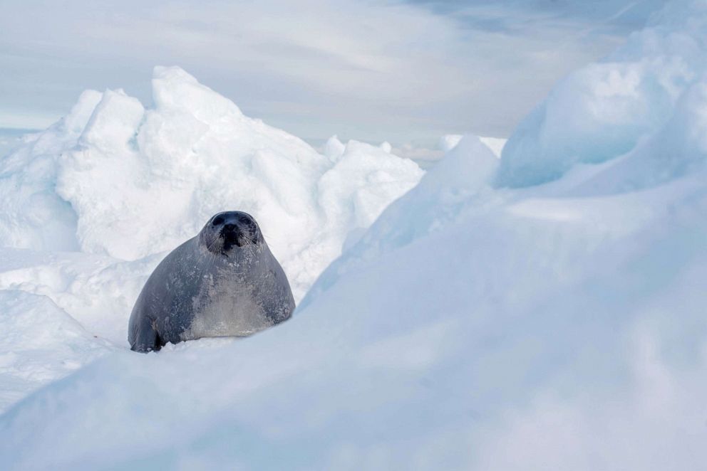 PHOTO: A harp seal found in the distance on an ice floe in the middle of the northwest Atlantic.