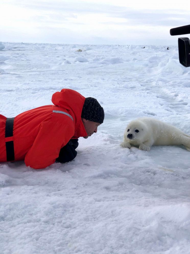 PHOTO: ABC News' TJ Holmes face-to-face with a baby harp seal.