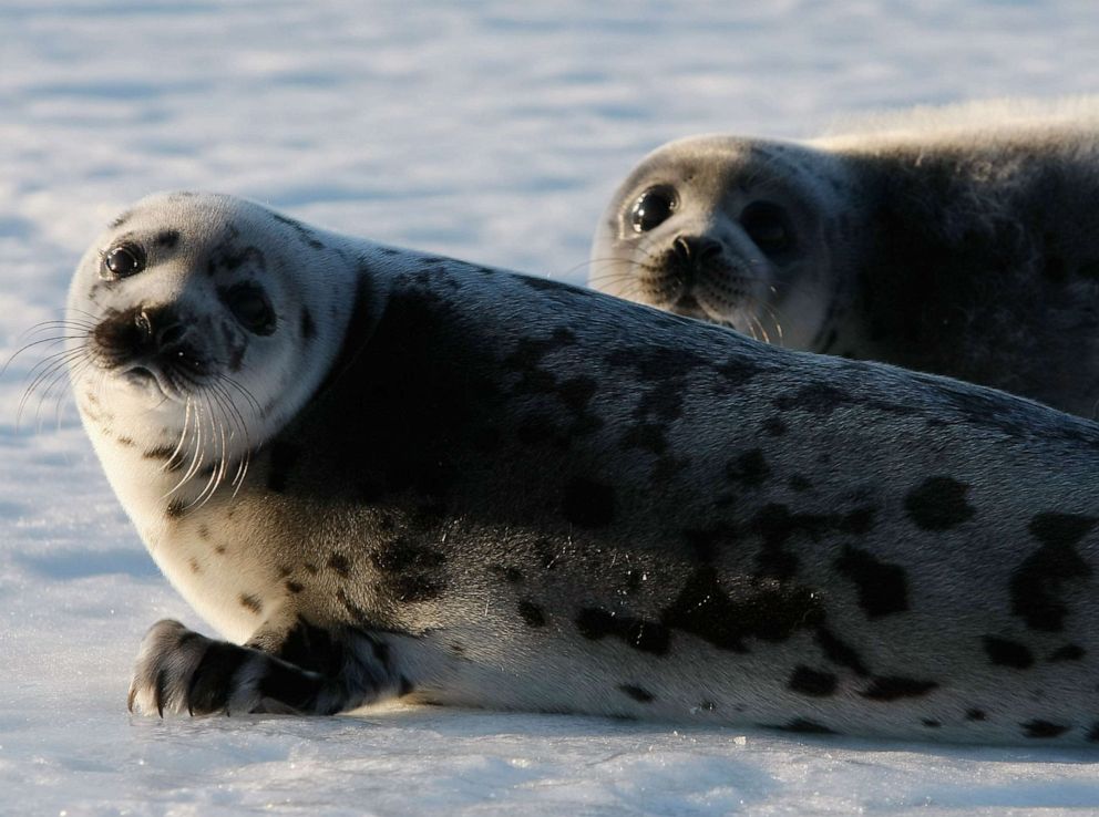 PHOTO: Harp seal pups on an ice floe in the Gulf of Saint Lawrence March 24, 2008 in Charlottetown, Canada.
