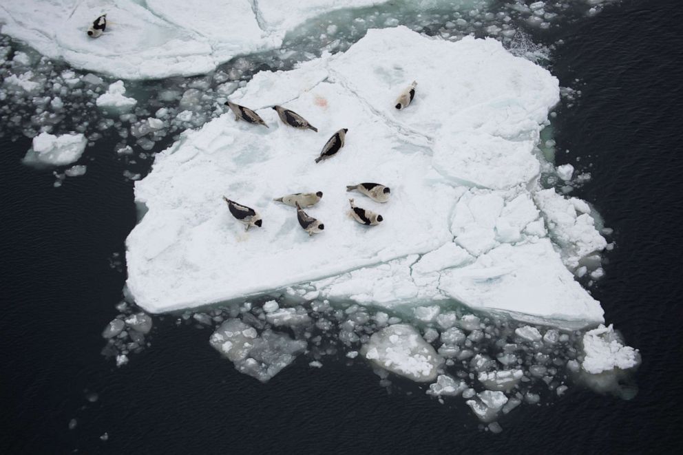 PHOTO: A herd of seals in the Gulf of St. Lawrence, March 19, 2013.