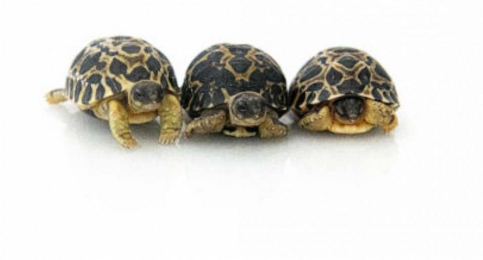 PHOTO: In this undated photo released by the Houston Zoo, the baby radiated tortoises, Dill, Gherkin, and Jalapeno (darker shell) are shown.